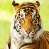 Tiger Sounds and Ringtones - High Quality Effects For Your Device