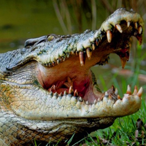 2016 Nile Alligator Hunting Pro : Swamp Hunter Season Attack Strike icon
