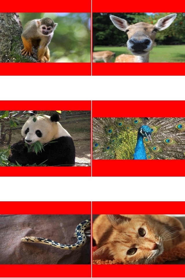Animal Picture Matching Kids Games:Memory Matches screenshot 4