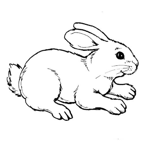 Animal Coloring Pages - Coloring Pages With Cute Animals Icon