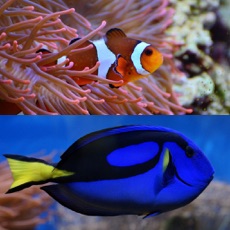 Activities of Who Is This ? for Nemo & Dory