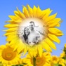 Get Sunflower Photo Frames - Creative Frames for your photo for iOS, iPhone, iPad Aso Report