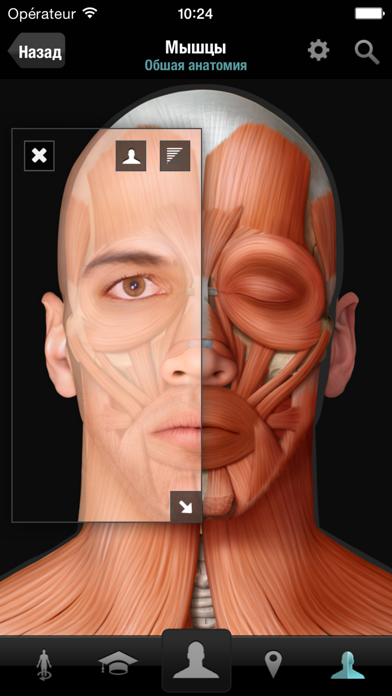 Виртуальное человеческое тело