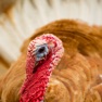 Get Turkey Sounds for iOS, iPhone, iPad Aso Report
