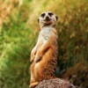 Meerkats Wallpapers HD: Quotes Backgrounds with Art Pictures