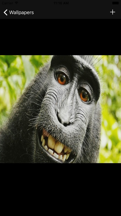 Free Monkey Wallpapers