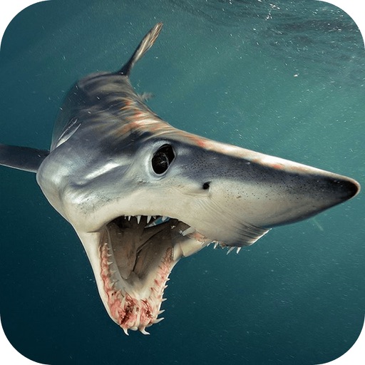Frontline Shark Attack ~ Fishing Seaside Adventure free games
