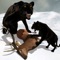 Wild Black Panther Simulator: Wildlife Attack