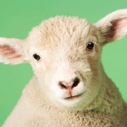 Sheep Sounds iOS App
