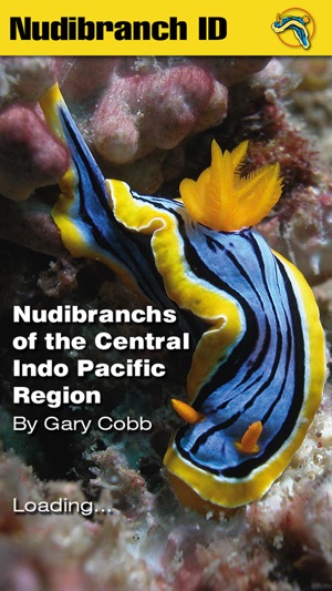 Nudibranch ID Indo Pacific