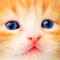CAT & KITTEN JIGSAW PUZZLES - is new classical Jigsaw Puzzles solving game for your iPhone, iPad and iPod touch devices