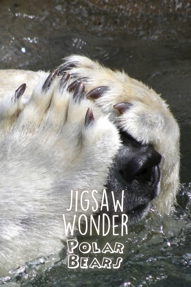 Jigsaw Wonder Polar Bear Puzzles for Kids Free screenshot 3