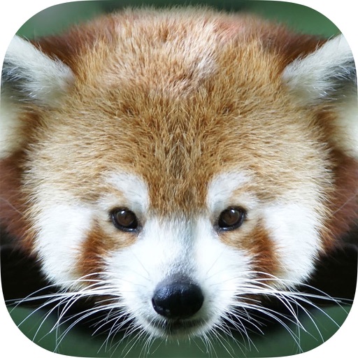 Animals jigsaw Puzzle Games for preschool kids boys and girls age 3 + HD Lite Free iOS App