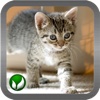 Cat ■ mini-games