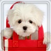 Cute Doggy wallpapers & e-cards