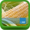 BASF México - Cultivo del Maíz