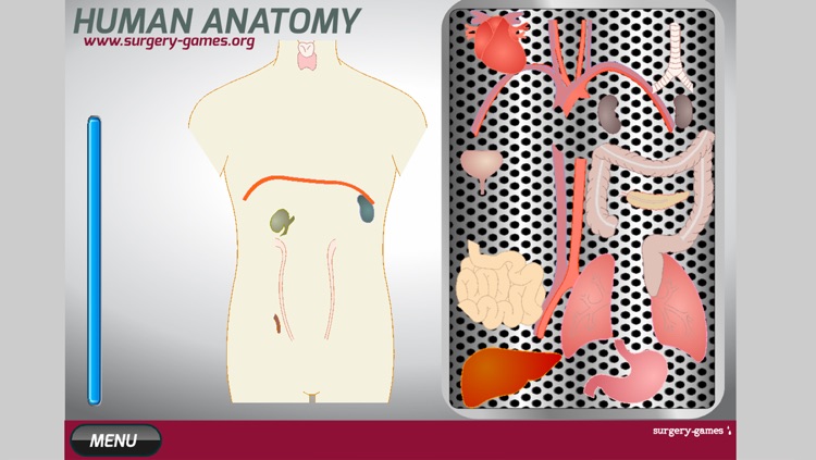 Human Anatomy Game