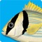 Identify the marine fishes caught in fishing, observed or photographed in dives or even at the time of fish purchase in a fish shop