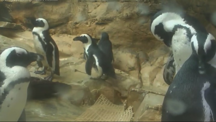Animal Cams - Watch real live wildlife screenshot-4