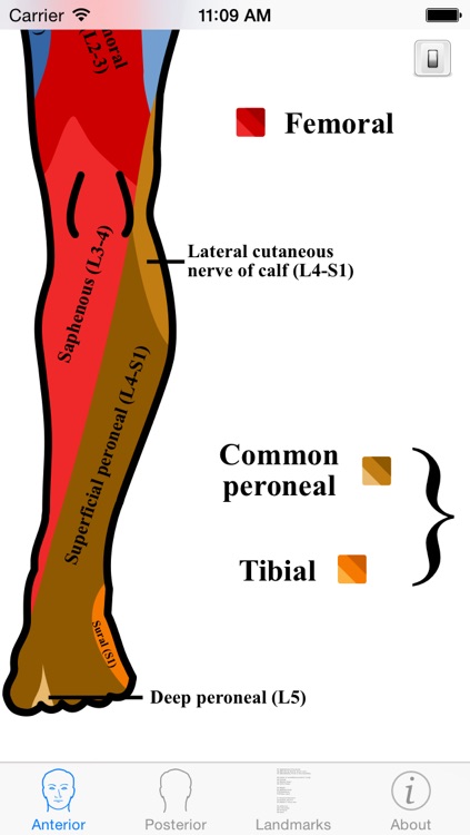 Dermatomes