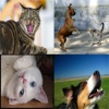 Cats & Dogs Sound Effects