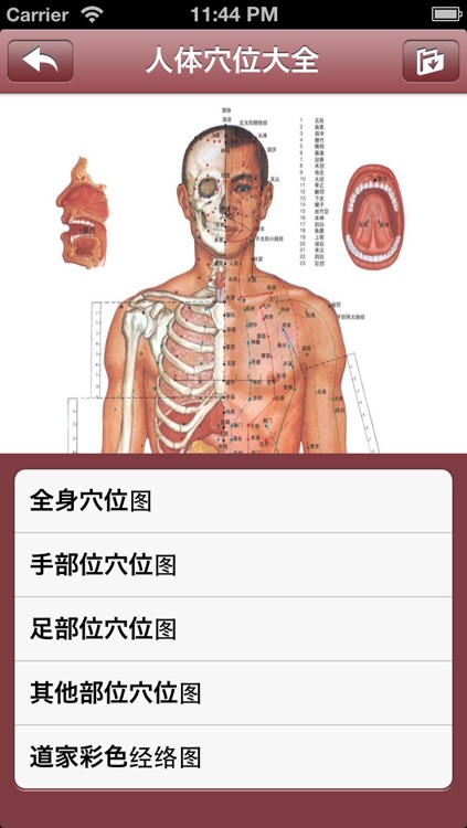 人体穴位大全
