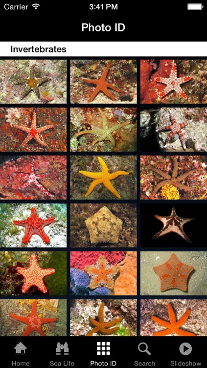 Sea Life Australia