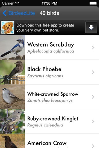Birdeez Lite: Easy Bird Identification Guide screenshot 2