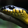 Snakes Encyclopedia - Pro