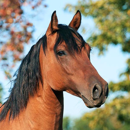 A Horse Puzzle:  Jigsaw Puzzles HD