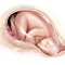 The Miniatlas Pregnancy is the perfect pocket tool for physicians
