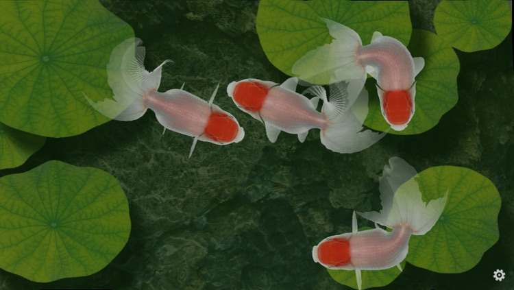 Beautiful Fish Screensaver