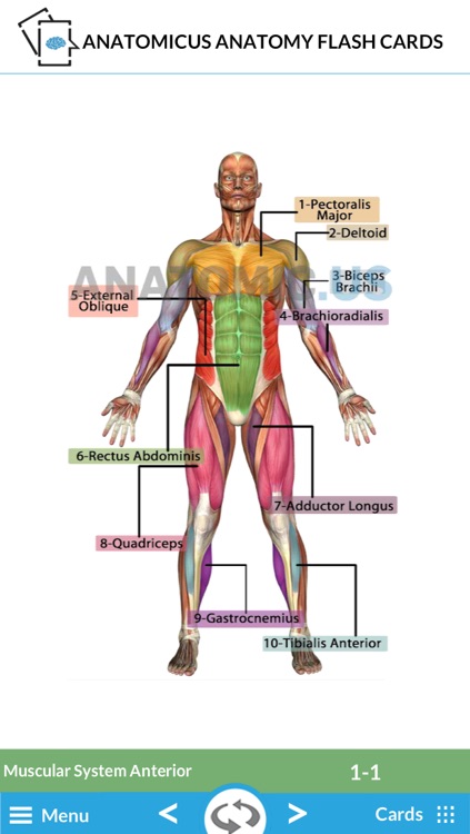 Anatomy Cards