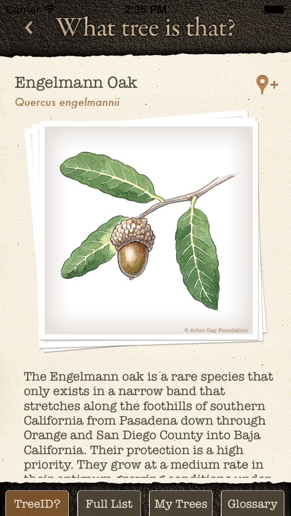 Arbor Day Tree Identification Guide: What Tree ...