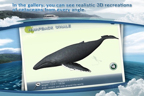 REAL WHALES  Find the cetacean! screenshot 4