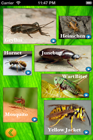 Insect Sounds ~ Insect Voices ~ Nature App screenshot 2