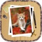 Kitten Slide Puzzles