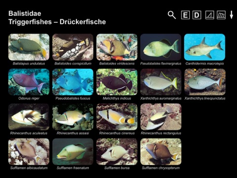 Helmut Debelius: Indian Ocean & Red Sea Fish Guide screenshot 2