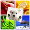 Pics Quiz (4 pics 1 word)