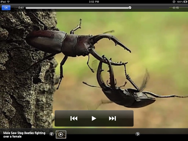 Meet the Insects: Forest Edition screenshot-3