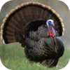 Icon Turkey Hunting Calls!