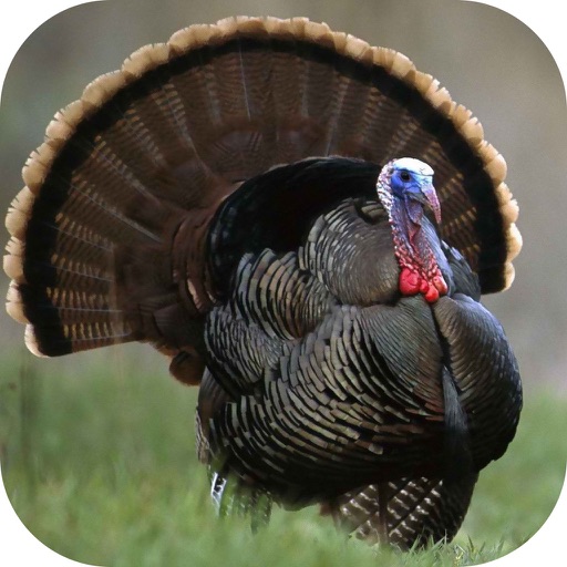 Turkey Hunting Calls! iOS App