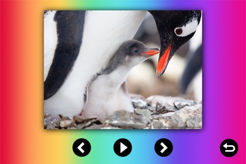Baby Animals Lite: Videos, Games, Photos, Books & Interactive Activities for Kids by Playrific screenshot 3