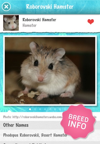 Ginny Pigs and Hamsters - Breed Guide and Quiz Game screenshot 4