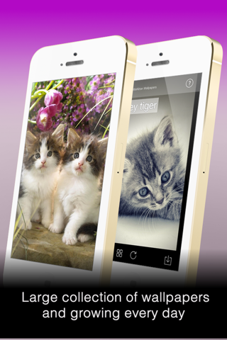 Wallfive HD Wallpapers - My Little Kittens screenshot 4