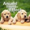 Animal Sounds Zoo HD