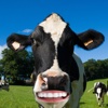 A Crazy Talking Cow