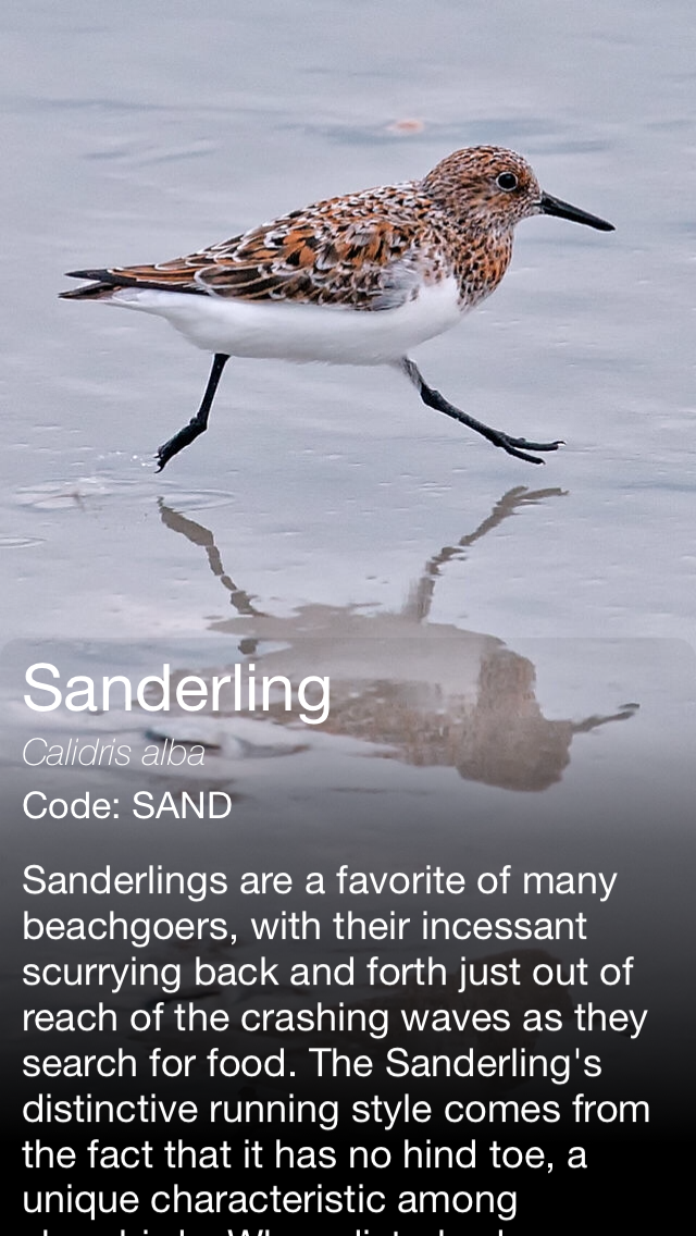 Daily Bird - the beautiful bird a day calendar app screenshot