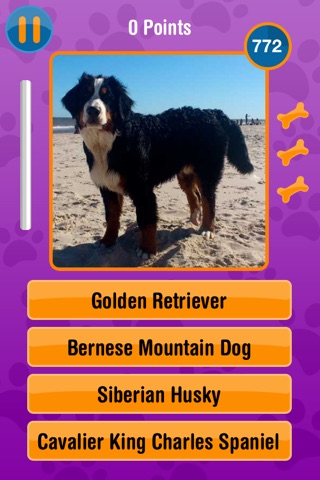 Guess The Dog Breed screenshot 3