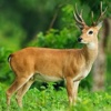 Deer Hunting Pro: Big Trophy Adventure Hunter